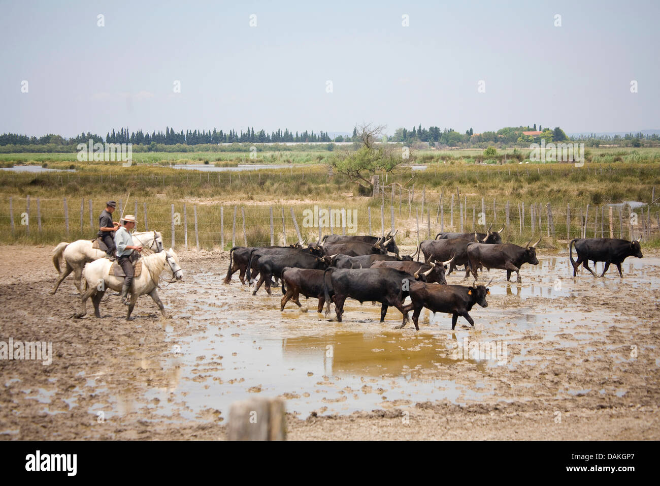 Camargue-Pferd (Equus Przewalskii F. Caballus), zwei Cowboys, die tendenziell Rinder, Frankreich, Provence Stockfoto