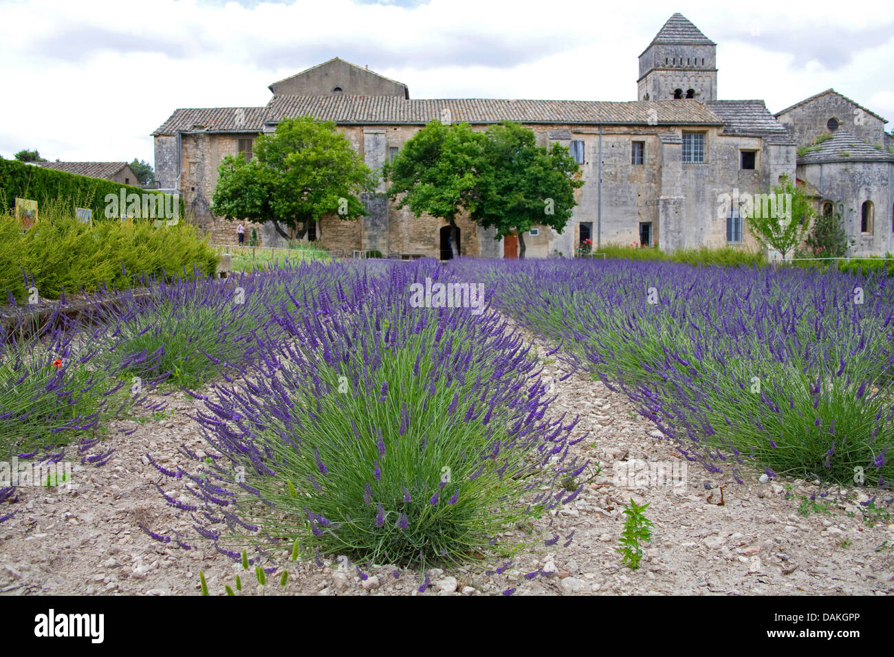 Lavendel (Lavandula Angustifolia), Lavendelfeldern vor der Abtei von Saint-Paul-de-Mausole, Frankreich, Provence, Saint-Remy-de-Provence Stockfoto