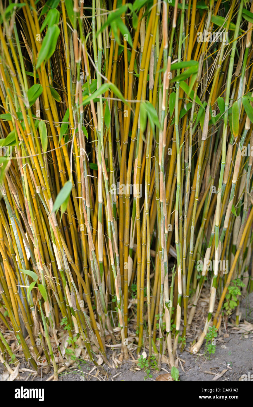 GartenBambus (Fargesia Murielae 'Frya', Fargesia Murielae Frya), Sorte