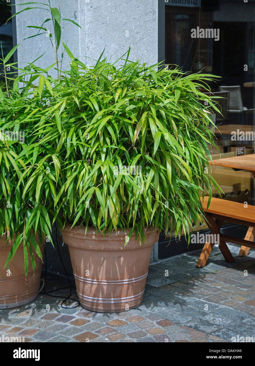 Garten-Bambus (Fargesia Murielae "Simba", Fargesia Murielae Simba), Sorte  Simba, Container-Anlage Stockfotografie - Alamy