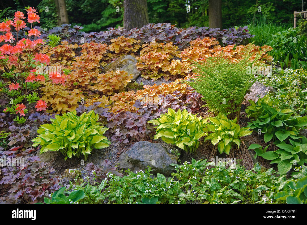Hosta (Hosta 'Gold Standard', Hosta-Gold-Standard), Sorte Goldstandard ...