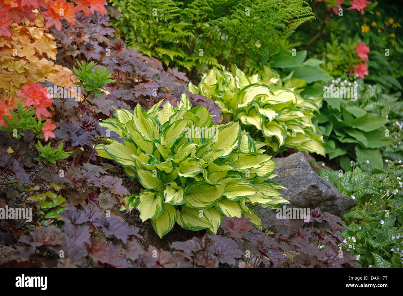 Hosta (Hosta 'Gold Standard', Hosta-Gold-Standard), Sorte Goldstandard mit Heuchera Palace Purple Stockfoto Hosta (Hosta 'Gold Standard', Hosta-Gold-Standard), Sorte Goldstandard mit Heuchera Palace Purple Stockfoto