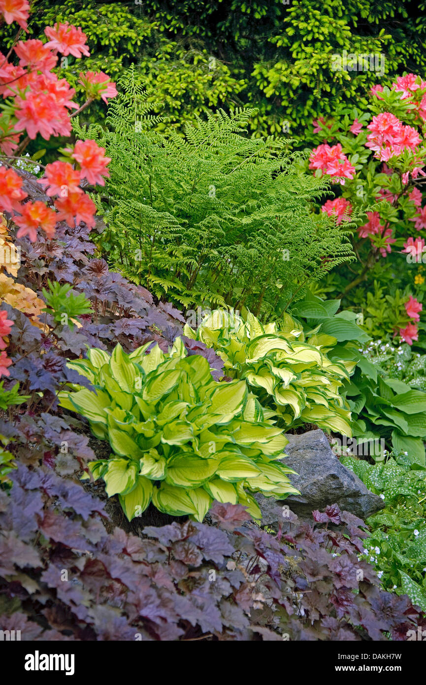 Hosta (Hosta 'Gold Standard', Hosta-Gold-Standard), Sorte Goldstandard mit Heuchera Palace Purple Stockfoto Hosta (Hosta 'Gold Standard', Hosta-Gold-Standard), Sorte Goldstandard mit Heuchera Palace Purple Stockfoto