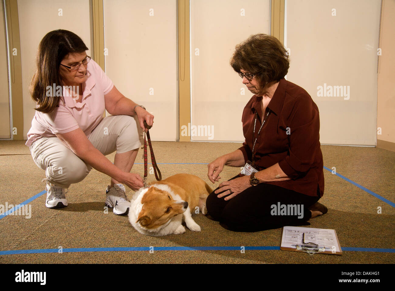 Ein Inspektor wertet das Verhalten eines Hundes als emotionale Therapie Tier für Kinder und Erwachsene. Stockfoto