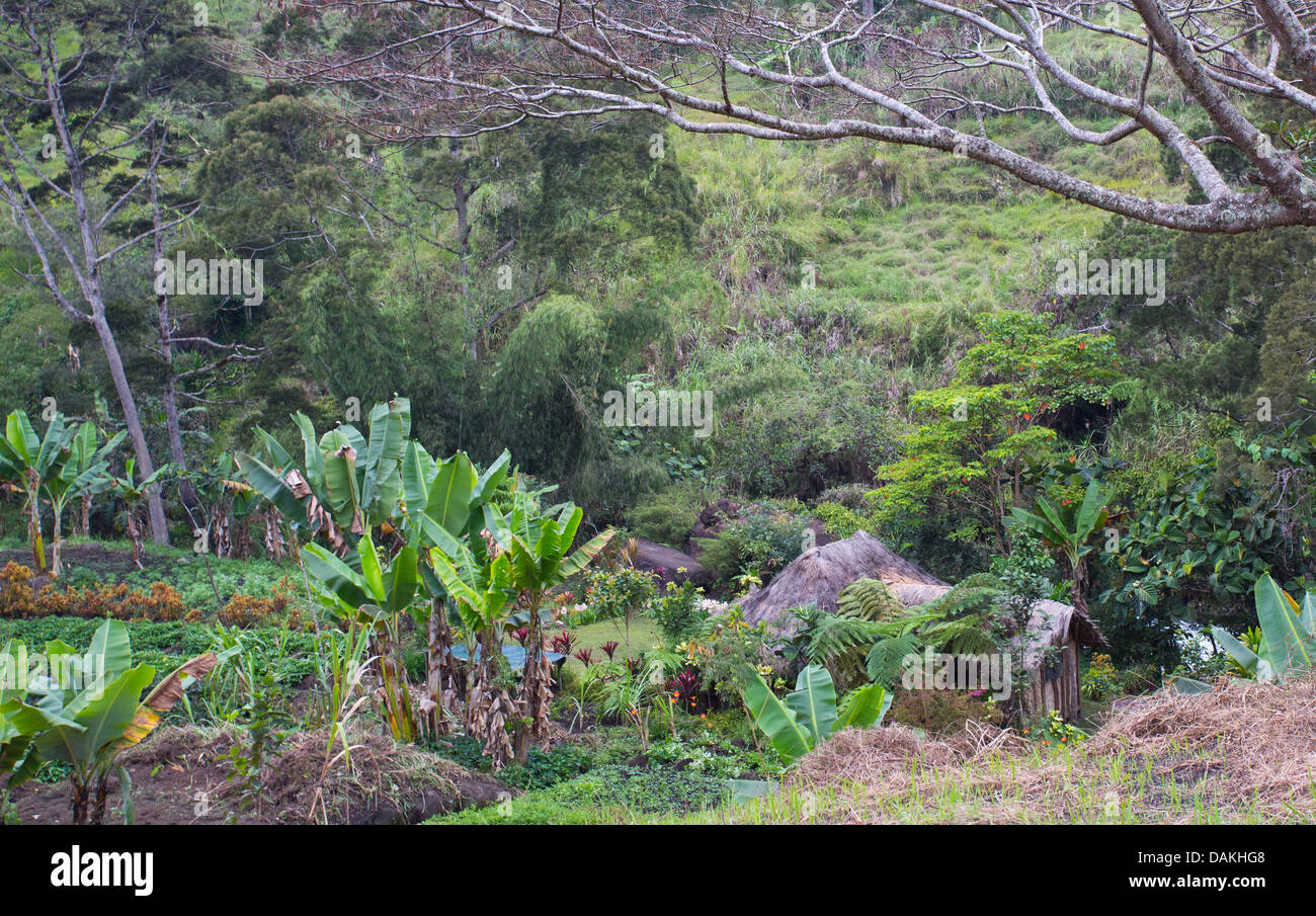 Traditionelles Haus und Garten im Hochland von Papua-Neu-Guinea Stockfoto
