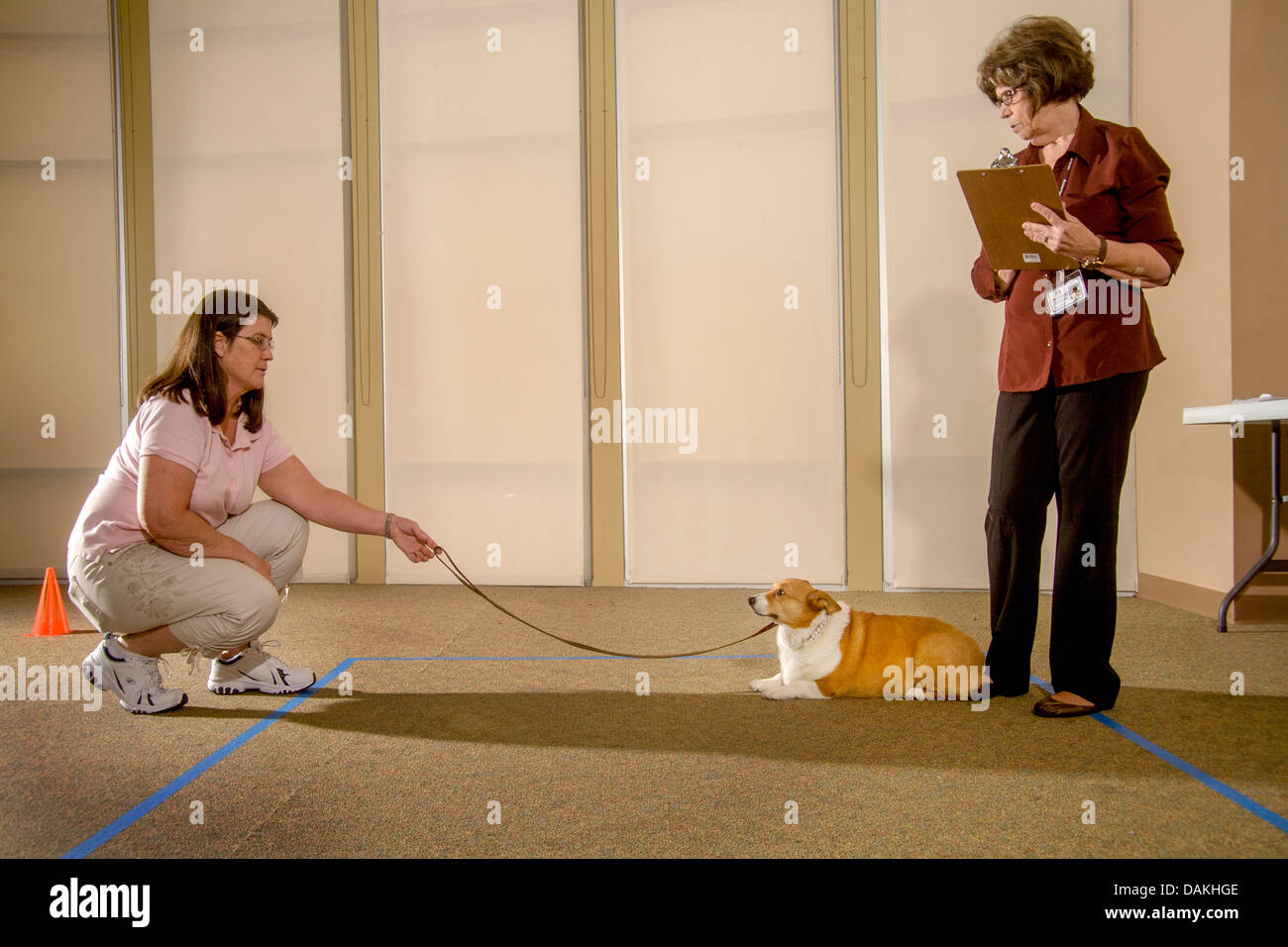 Ein Inspektor wertet das Verhalten eines Hundes als emotionale Therapie Tier für Kinder und Erwachsene. Stockfoto