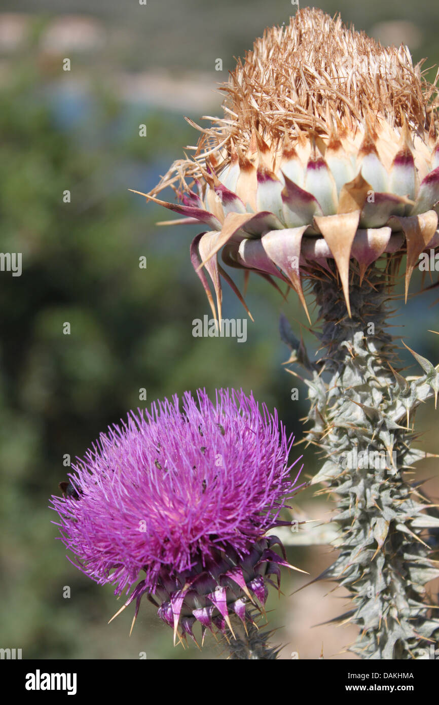 Lebensdauer einer Distel Stockfoto