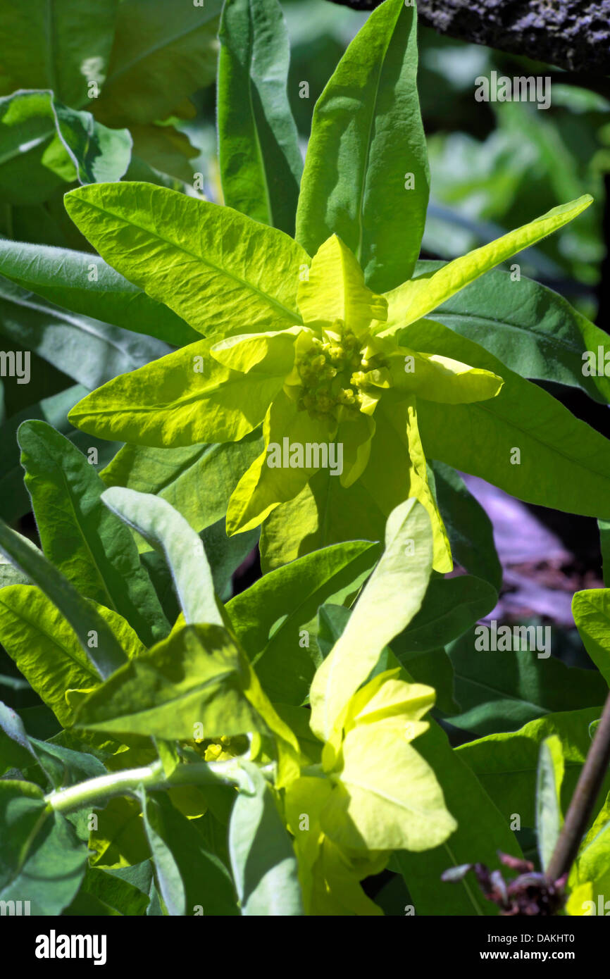 Kissen-Wolfsmilch (Euphorbia polychromatischen), blühen Stockfoto