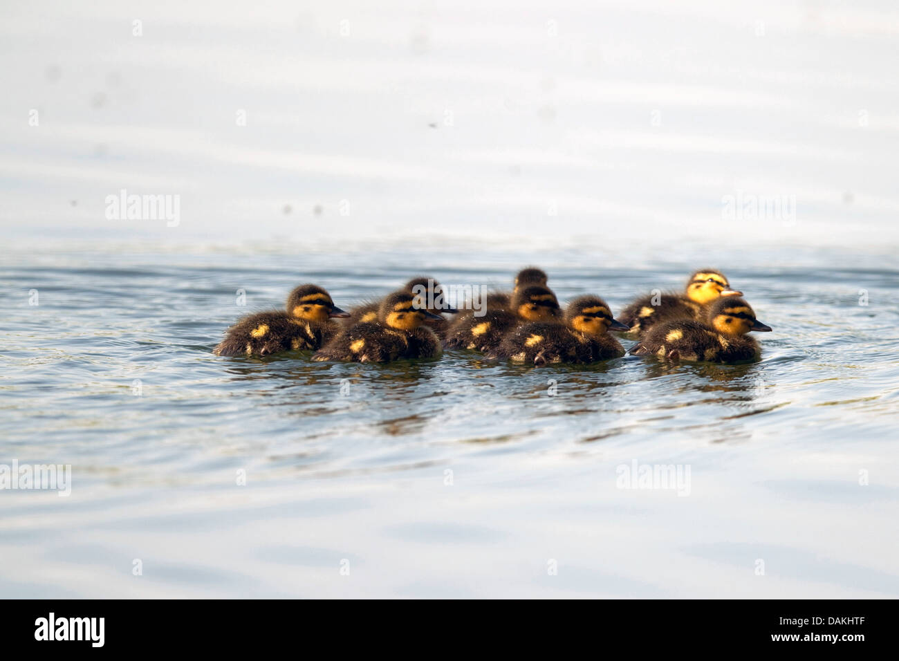 Stockente (Anas Platyrhynchos), Ente Küken schwimmen auf dem Wasser, Deutschland Stockfoto