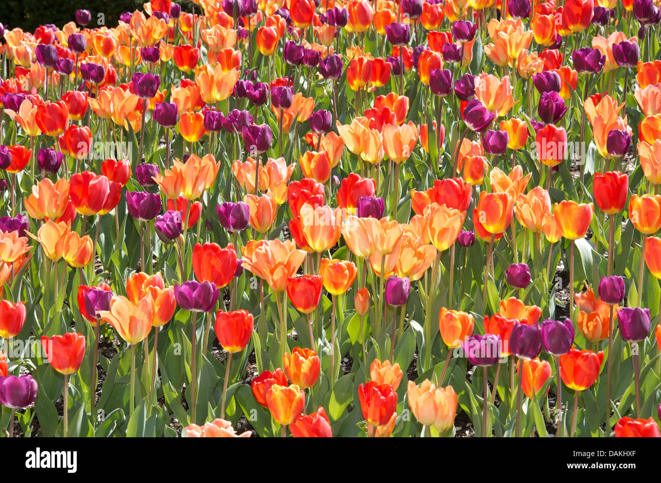 Blühende Blumen in der Innenstadt von Chicago, IL USA Stockfoto