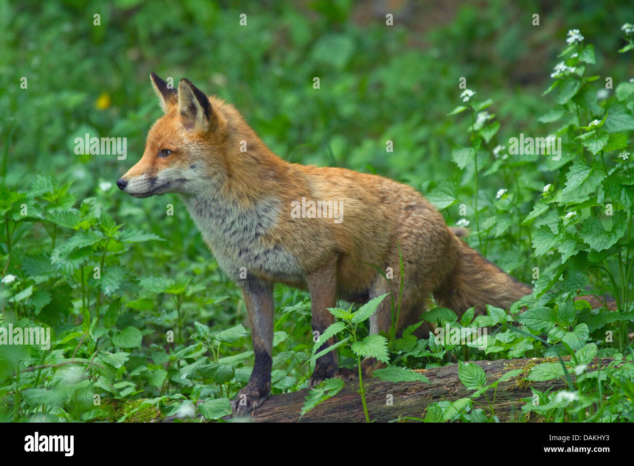 Rotfuchs (Vulpes Vulpes), reicht eine Waldwiese, Deutschland Stockfoto