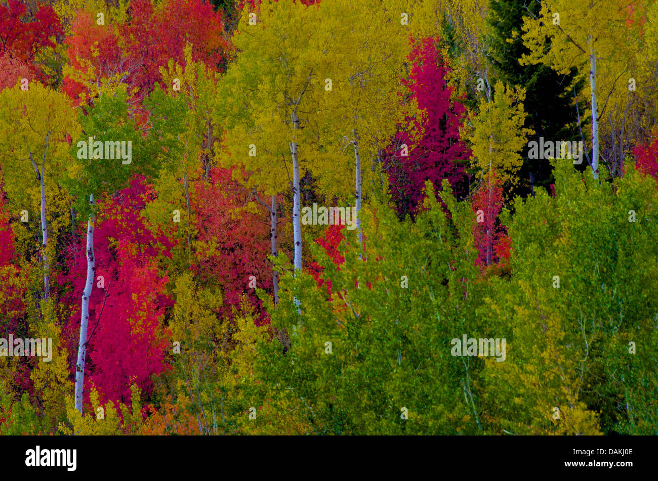 Wildleder-Herbst Stockfoto