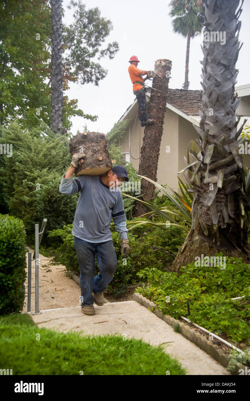 Hispanische Arbeiter entfernen eine Palme in den Abschnitten zu Hause in Laguna Niguel, CA. Hinweis Sicherheitsausrüstung und Kettensäge. Stockfoto