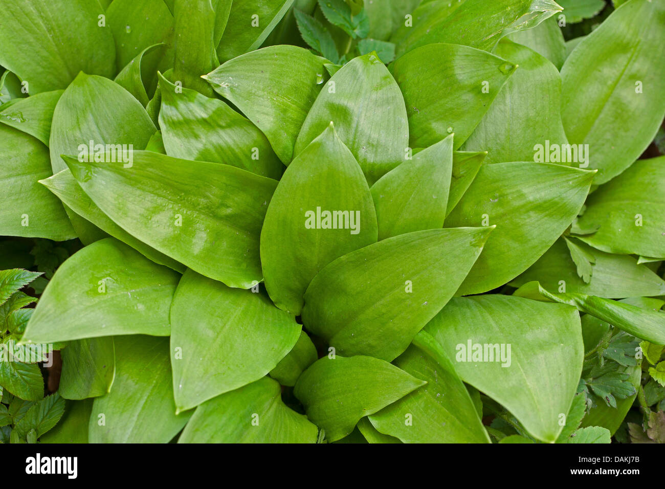 Bärlauch, Stoffen, Bärlauch, breitblättrigen Knoblauch, Holz Knoblauch, Bär-Lauch, Bärlauch (Allium Ursinum), Blätter, Deutschland Stockfoto