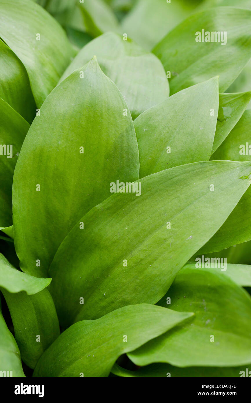 Bärlauch, Stoffen, Bärlauch, breitblättrigen Knoblauch, Holz Knoblauch, Bär-Lauch, Bärlauch (Allium Ursinum), Blätter, Deutschland Stockfoto