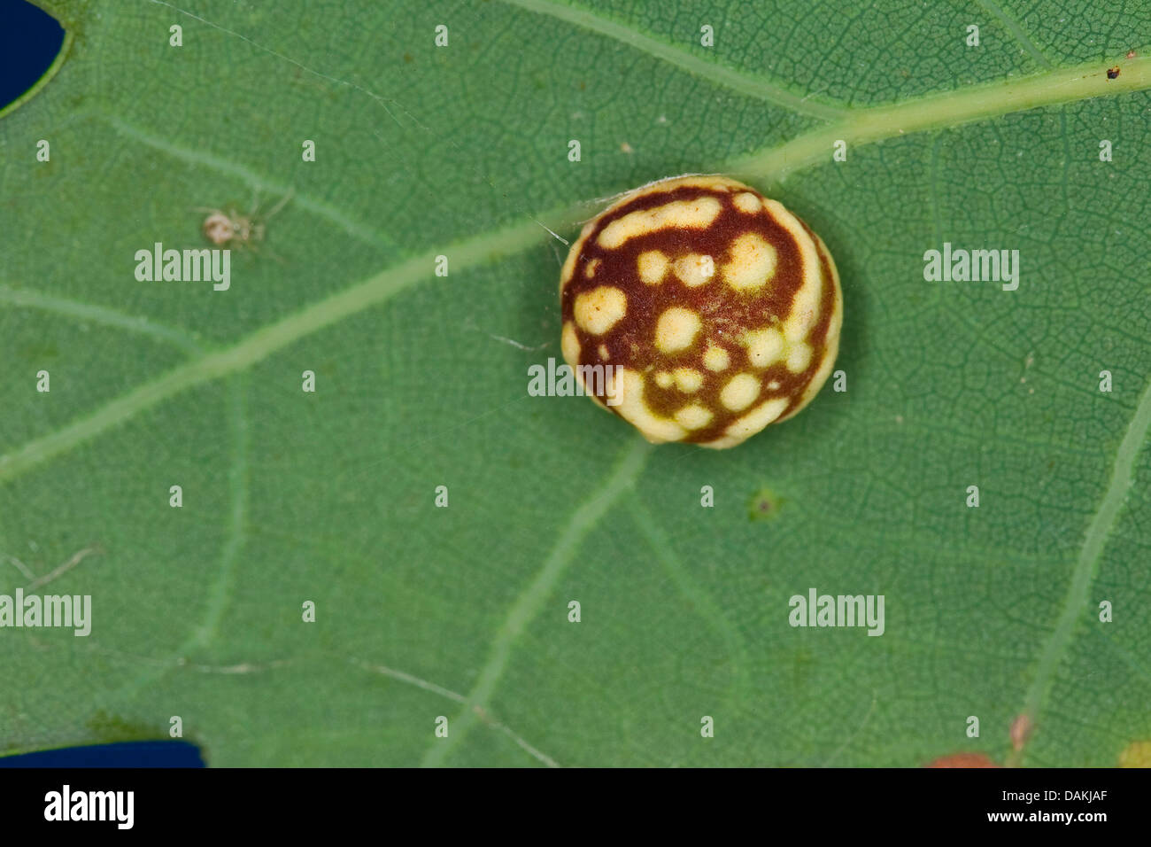 Diplolepis longiventris Fotos und Bildmaterial in hoher Auflösung Alamy