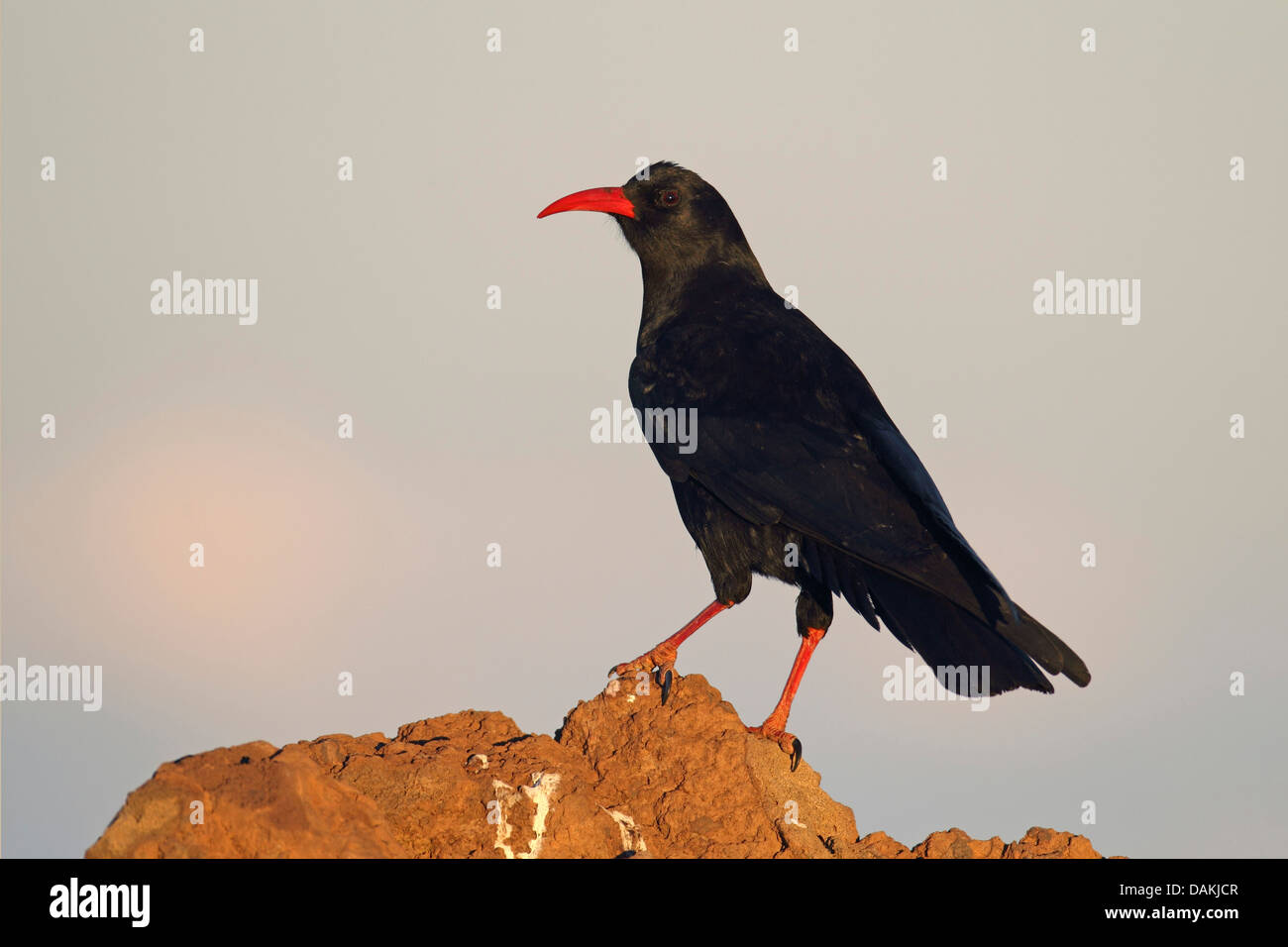 rot-billed Alpenkrähe (Pyrrhocorax Pyrrhocorax), sitzen auf Lavastein im Abend, Kanarische Inseln, La Palma Stockfoto