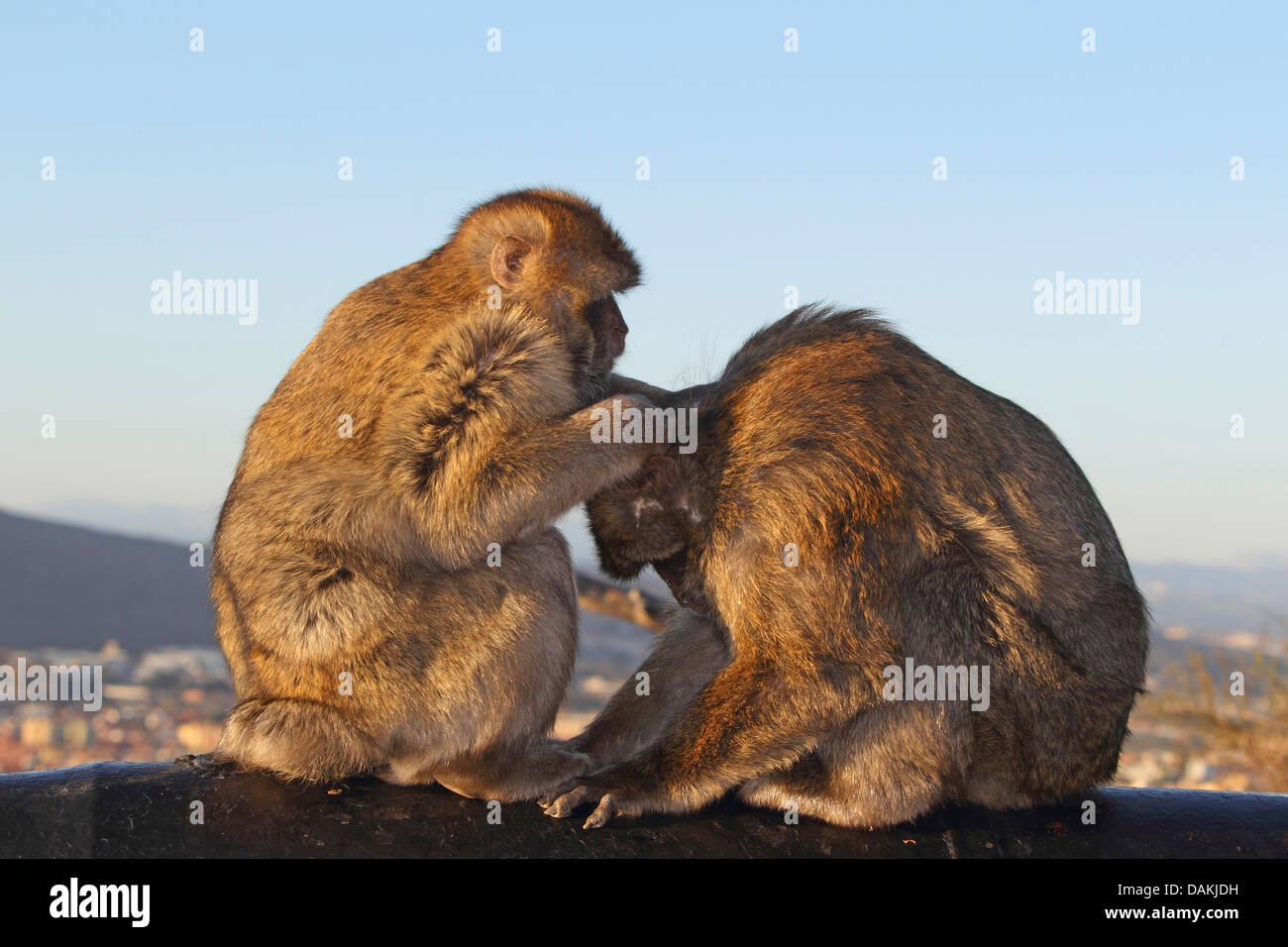 Barbary Affe, Berberaffe (Macaca Sylvanus), gegenüber saß und Entlausung einander, Gibraltar Stockfoto