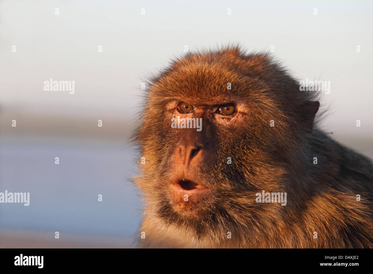 Barbary Affe, Berberaffe (Macaca Sylvanus), Porträt, Gibraltar Stockfoto