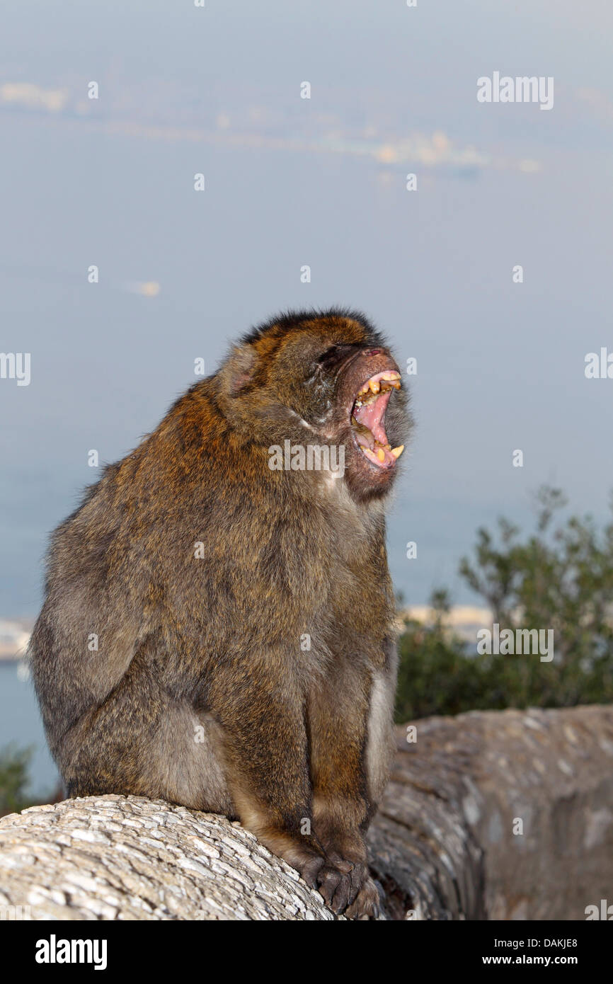 Barbary Affe, Berberaffe (Macaca Sylvanus), auf einer Mauer sitzend und Gähnen, Gibraltar, Gibraltar Stockfoto