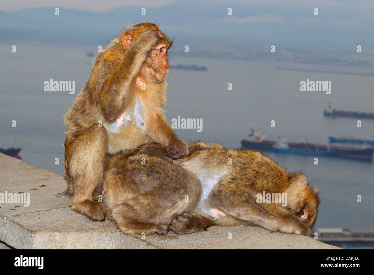 Barbary Affe, Berberaffe (Macaca Sylvanus), zusammen auf einer Mauer sitzend und Entlausung einander, Gibraltar Stockfoto