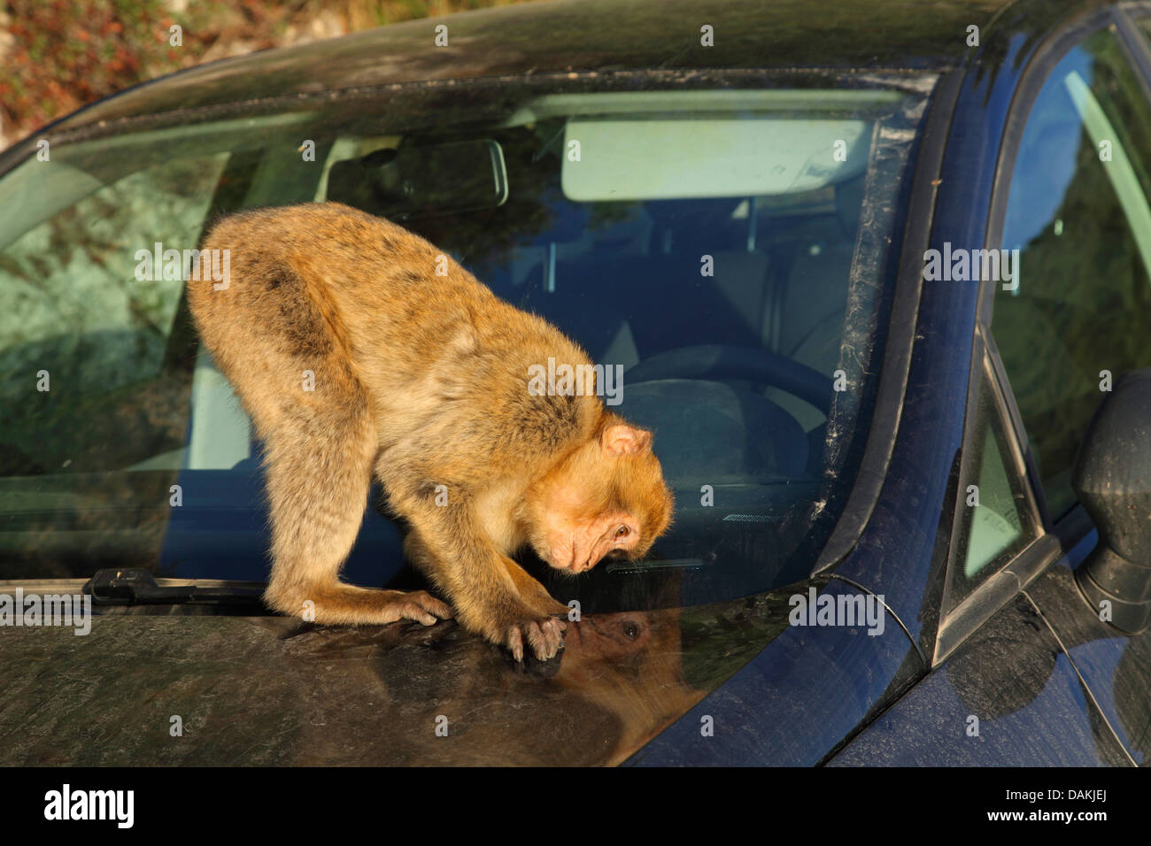 Barbary Affe, Berberaffe (Macaca Sylvanus), auf ein Auto sitzen und suchen Nahrung, Gibraltar Stockfoto