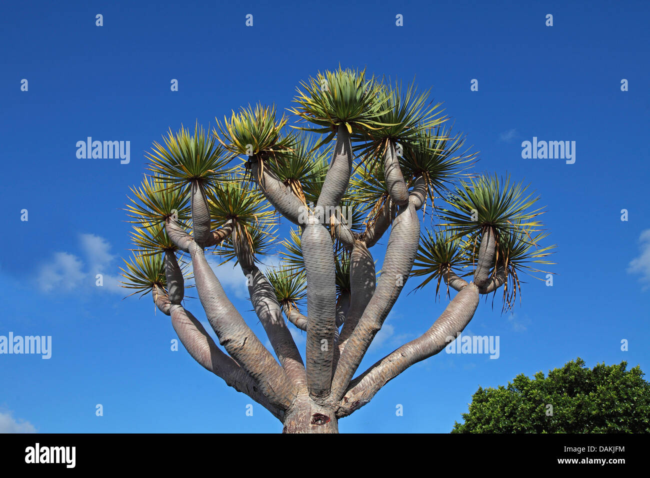 Reißen Sie, Drachenblut, Draegon Baum, Kanarischen Drachenbaum (Dracaena Draco), Drago gegen blauen Himmel, Kanarische Inseln, La Palma, Puerto Naos Stockfoto