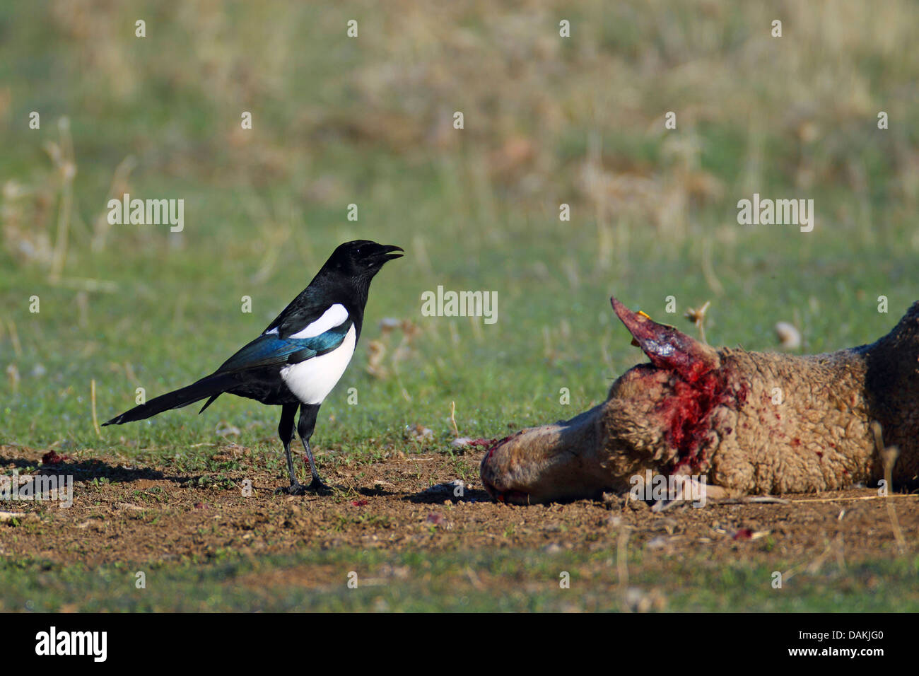 Schwarz-billed Elster (Pica Pica), stehend auf einem toten Schaf, Spanien, Extremadura Stockfoto