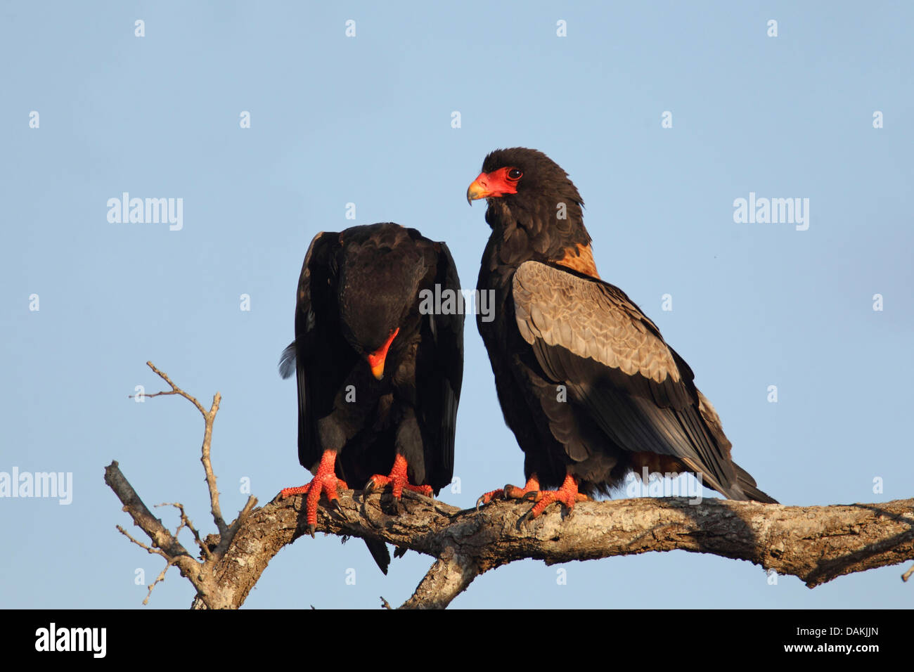 Bateleur, Bateleur Adler (Terathopius Ecaudatus), paar auf einem Ast, Südafrika, Mkuzi Game Reserve Stockfoto