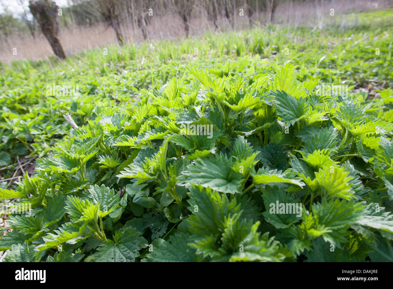 Brennnessel (Urtica Dioica), mit frischen jungen Blätter im Frühling, Deutschland Stockfoto