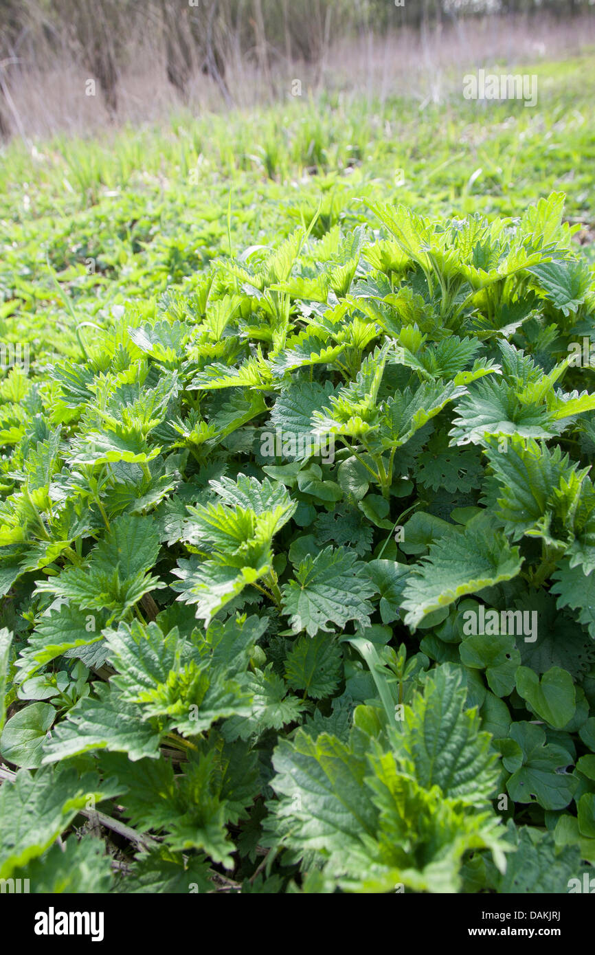 Brennnessel (Urtica Dioica), mit frischen jungen Blätter im Frühling, Deutschland Stockfoto