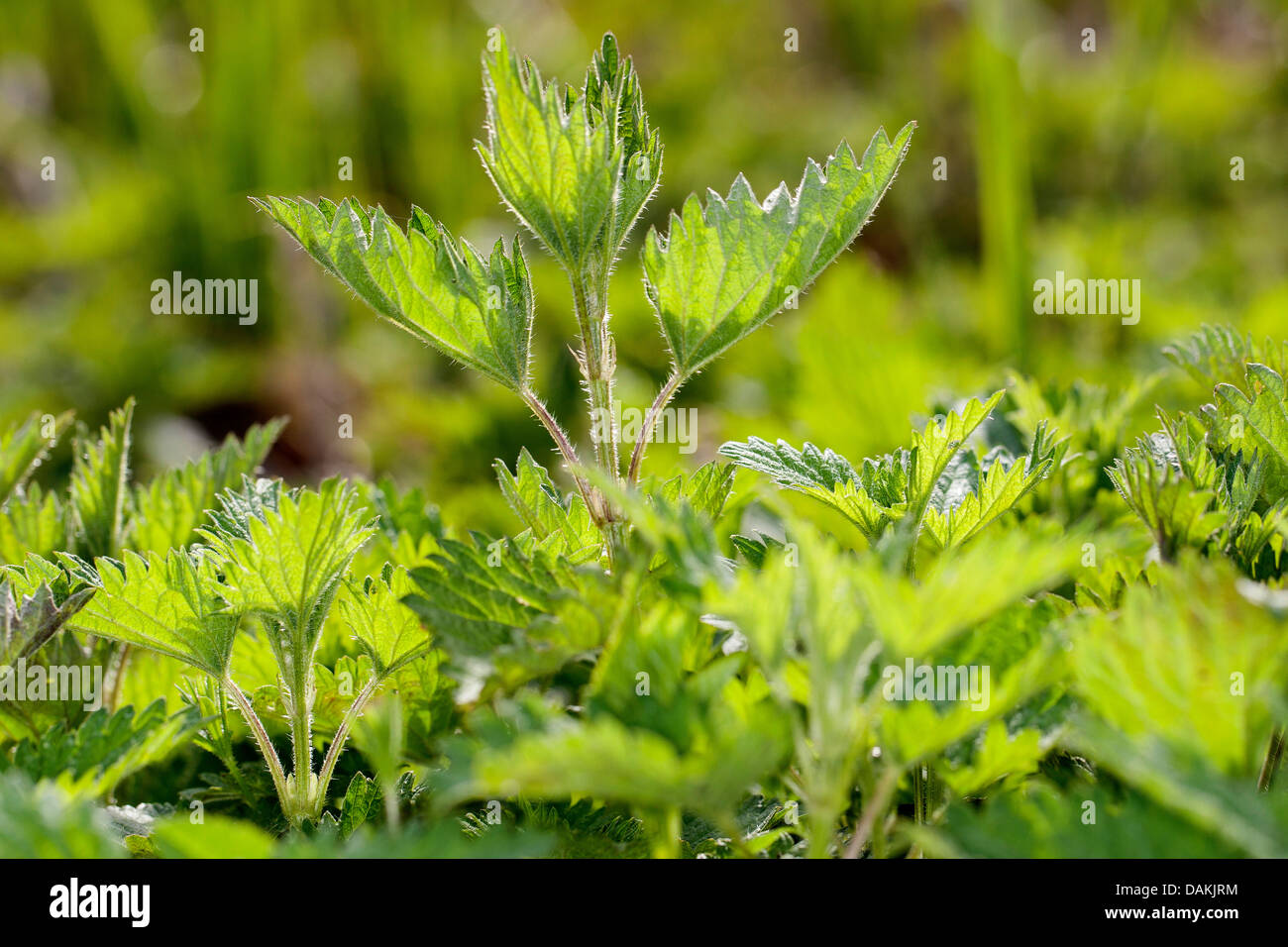 Brennnessel (Urtica Dioica), mit frischen jungen Blätter im Frühling, Deutschland Stockfoto