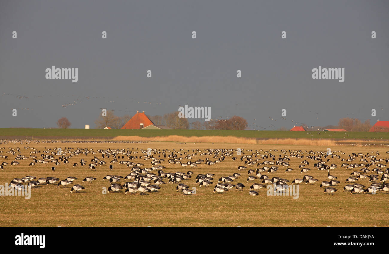 Weißwangengans (Branta Leucopsis), Schwarm Gänse auf den Feed auf einer Wiese, Niederlande, Friesland Stockfoto