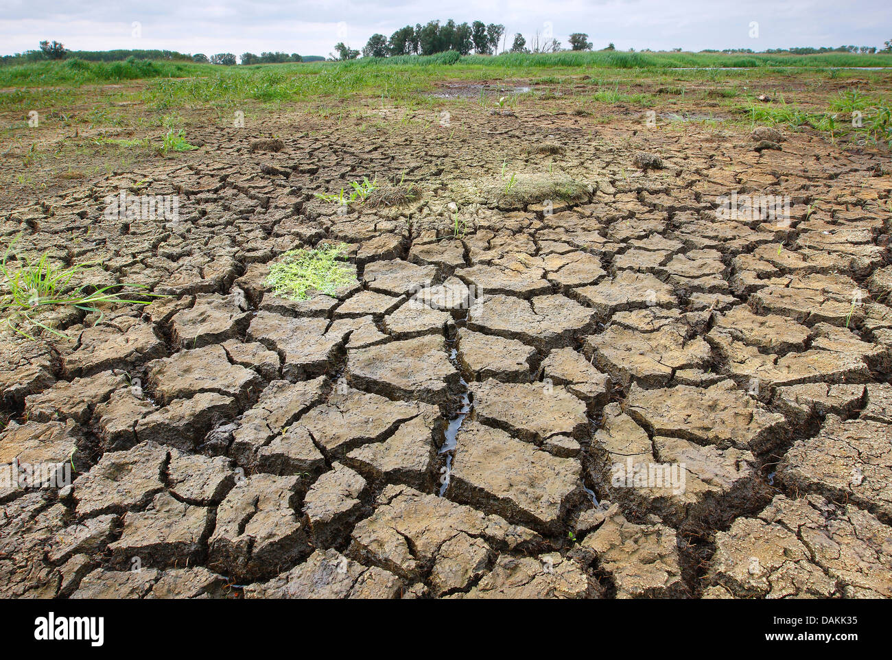 rissigen Boden eingeschliffen getrocknete Feuchtgebiete, Belgien, Blankaart Nature Reserve Stockfoto