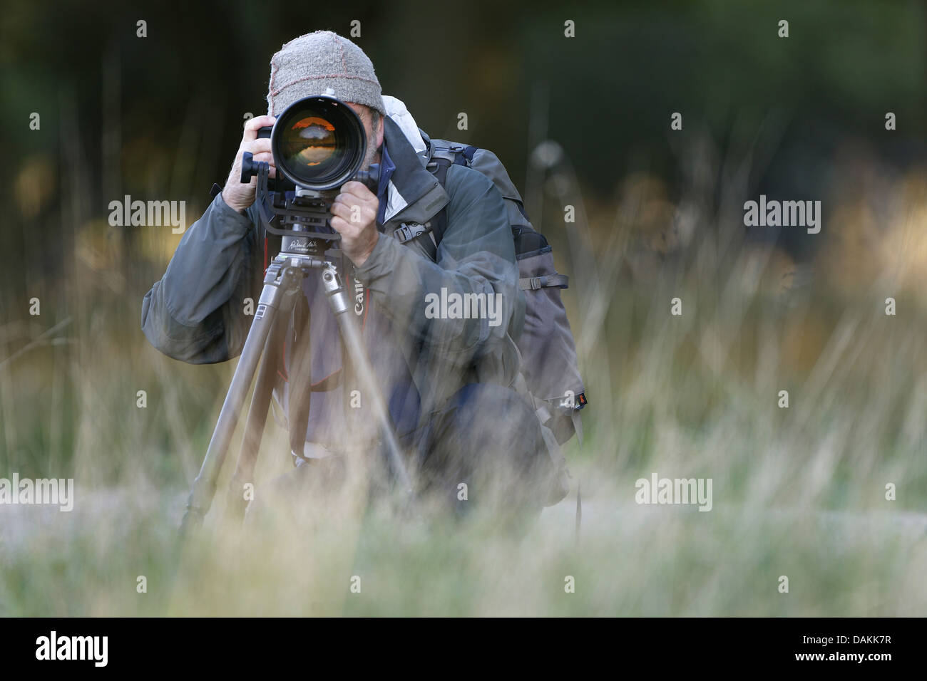 Naturfotograf in Aktion, Belgien Stockfoto