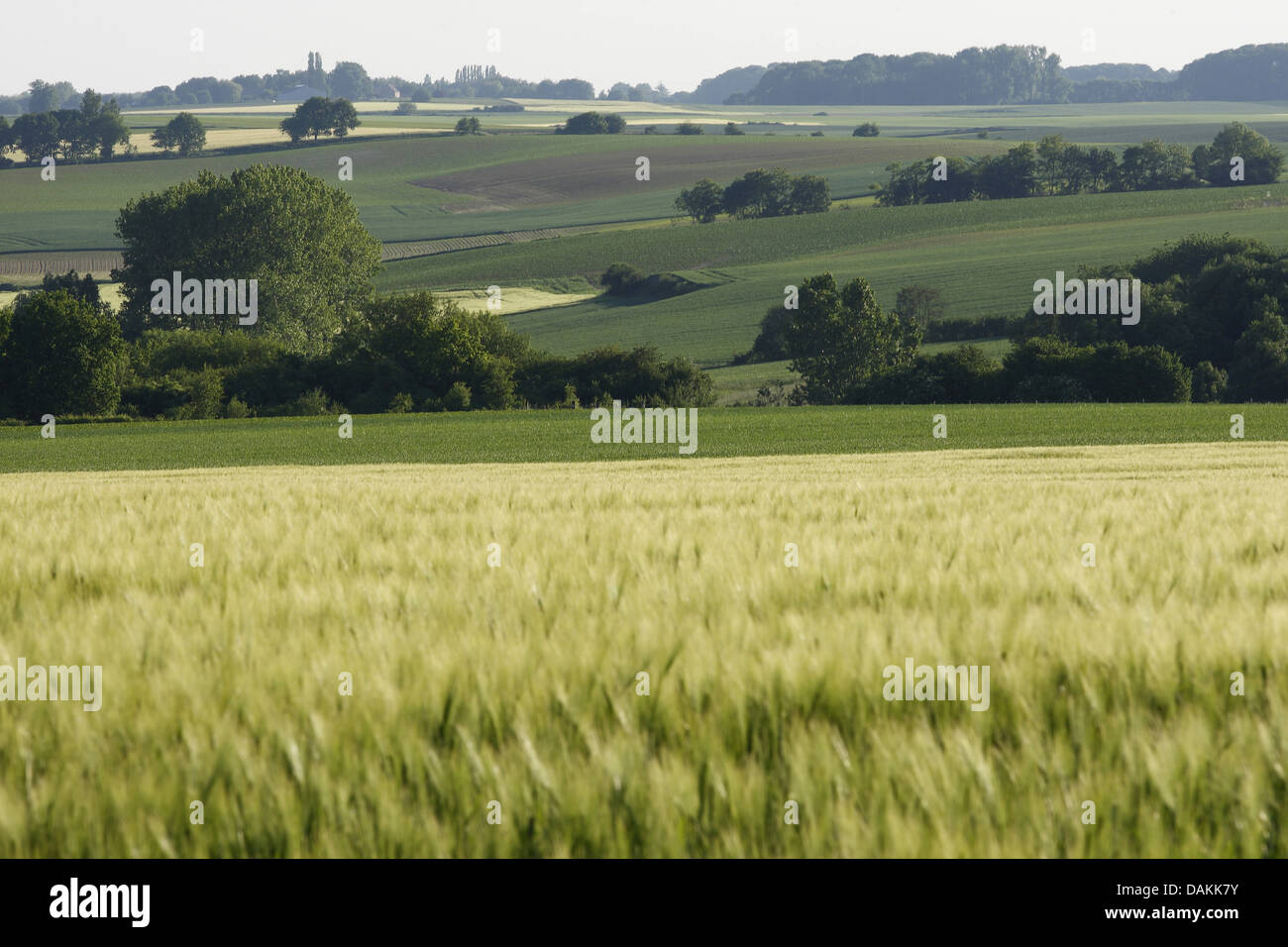 Gerste (Hordeum Vulgare), Kornfelder im Sommer, Belgien, Hoegaarden Stockfoto