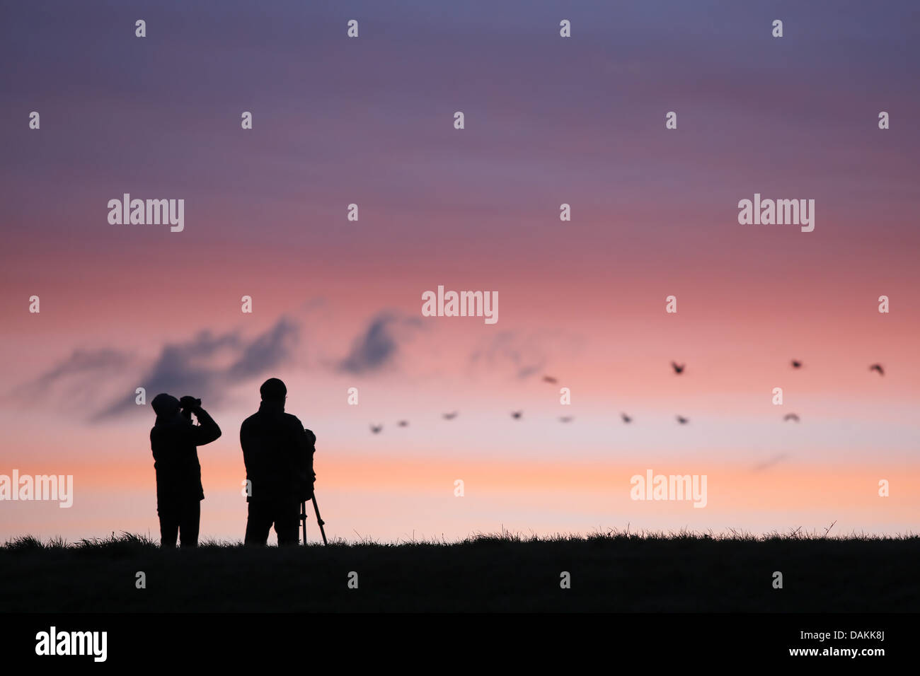 Silhouette der einige Vogelbeobachter mit Stativen und Teleskopen bei Sonnenuntergang, Belgien Stockfoto