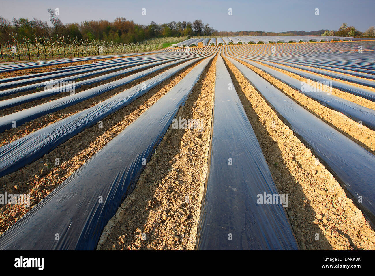Erdbeere (Fragaria spec.), Erdbeerfeld fallenden Kunststoff-Folien, Belgien Stockfoto
