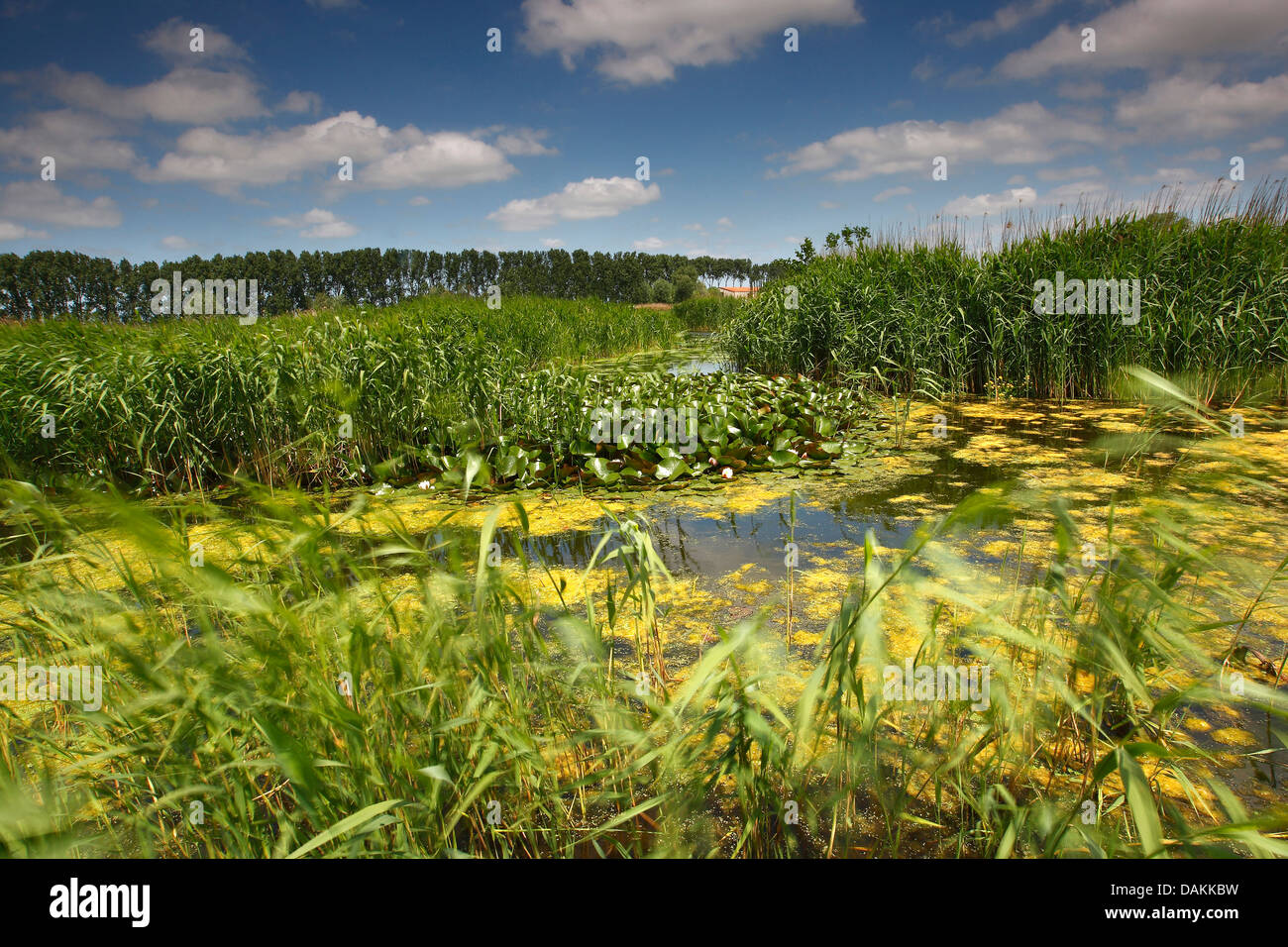 Feuchtgebiete, Belgien, Blankaart Naturschutzgebiet Stockfoto