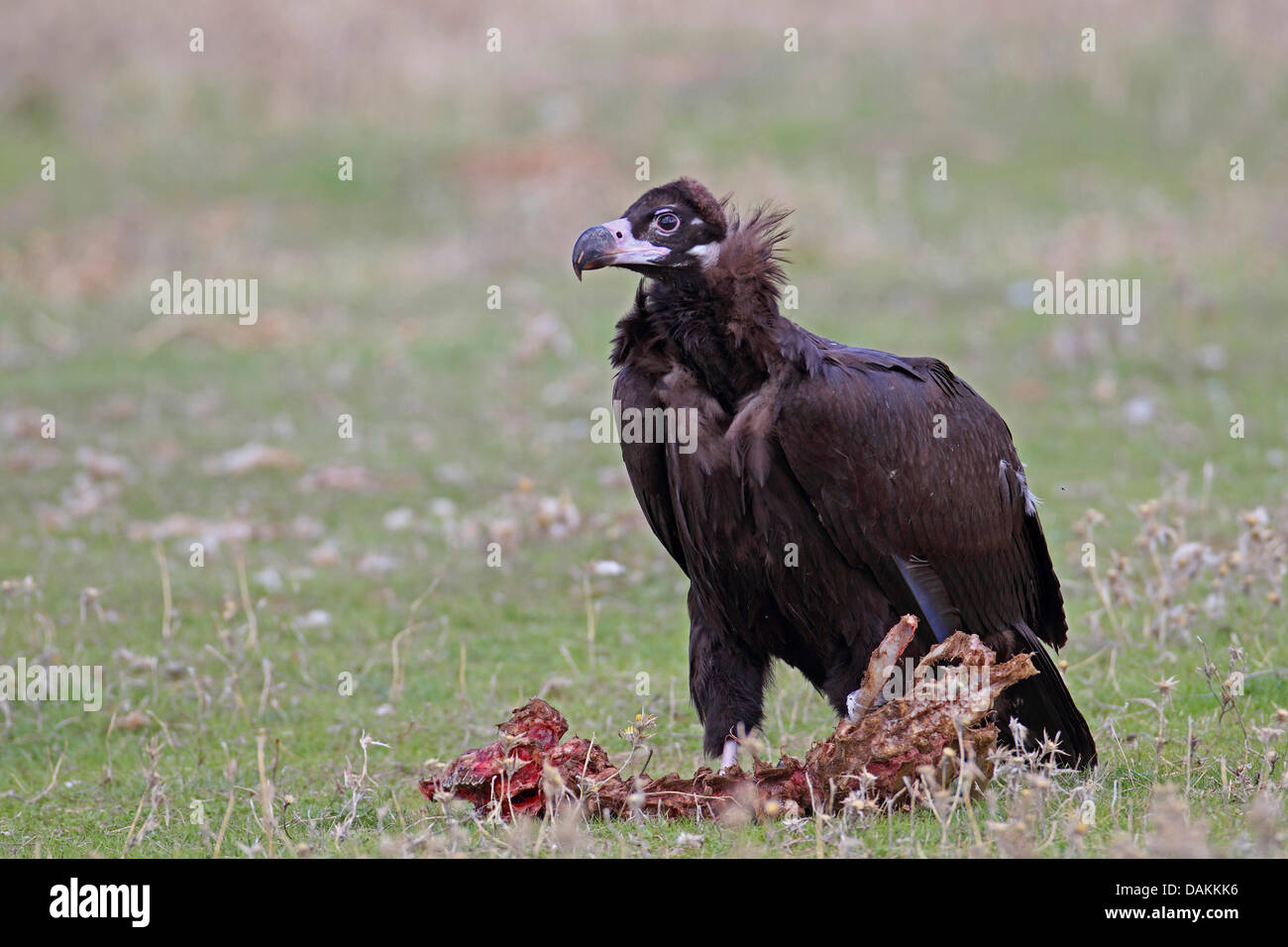 Cinereous Vulture (Aegypius Monachus), Geier mit unreifen Gefieder, stehend auf einem toten Schaf, Spanien, Extremadura Stockfoto