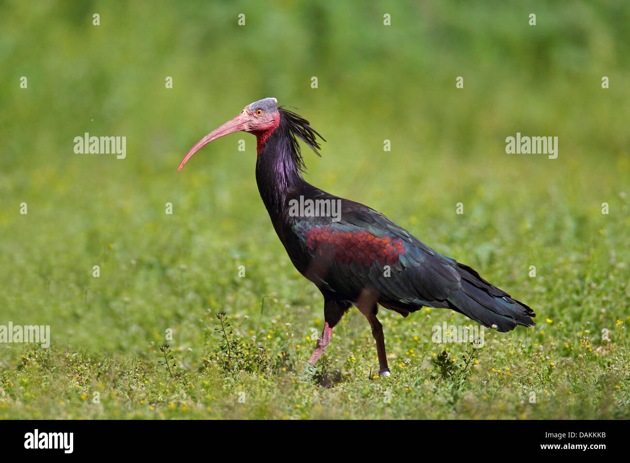 Einsiedler Ibis (Geronticus Eremita), stehend auf einer Wiese, Türkei, Birecik Stockfoto