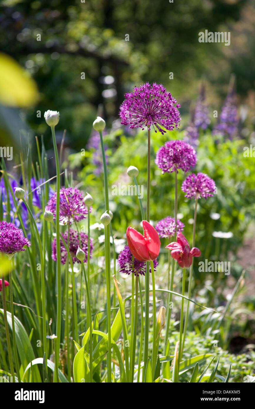 Zwiebeln allium spec Fotos und Bildmaterial in hoher Auflösung Alamy
