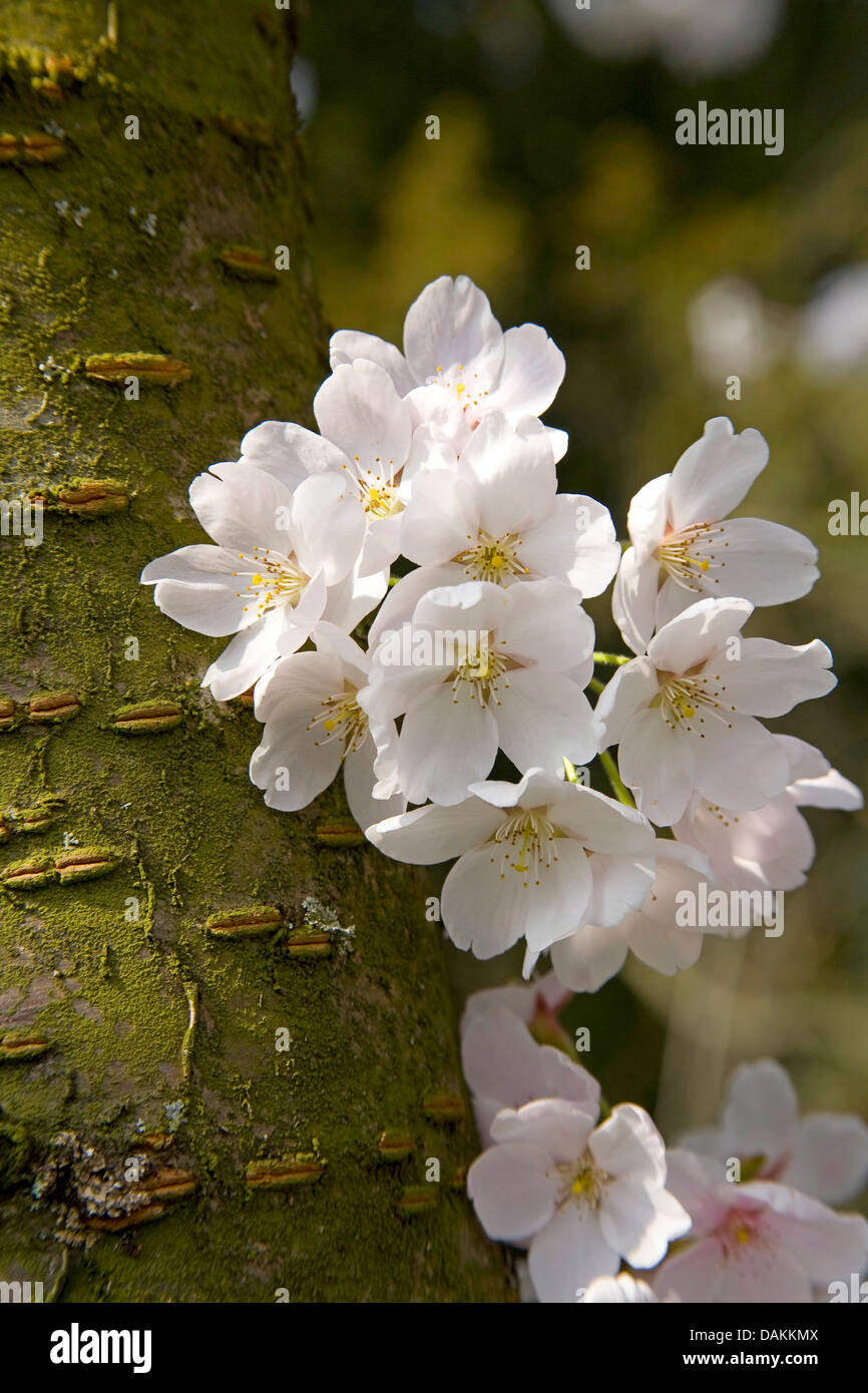 Zier Kirschbaum (Prunus spec), blühende Zweig Stockfoto