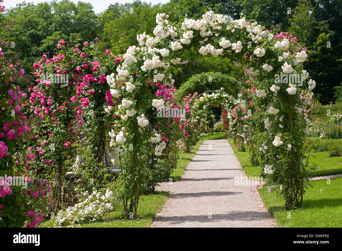 dekorative Rose (Rosa spec.), Weg durch rose Bögen in einem blühenden Rosengarten, Deutschland Stockfoto