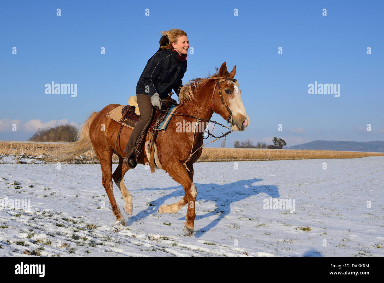 Farben-Pferd (Equus Przewalskii F. Caballus), Frau Reiten in einer tief verschneiten Wiese, Deutschland Stockfoto