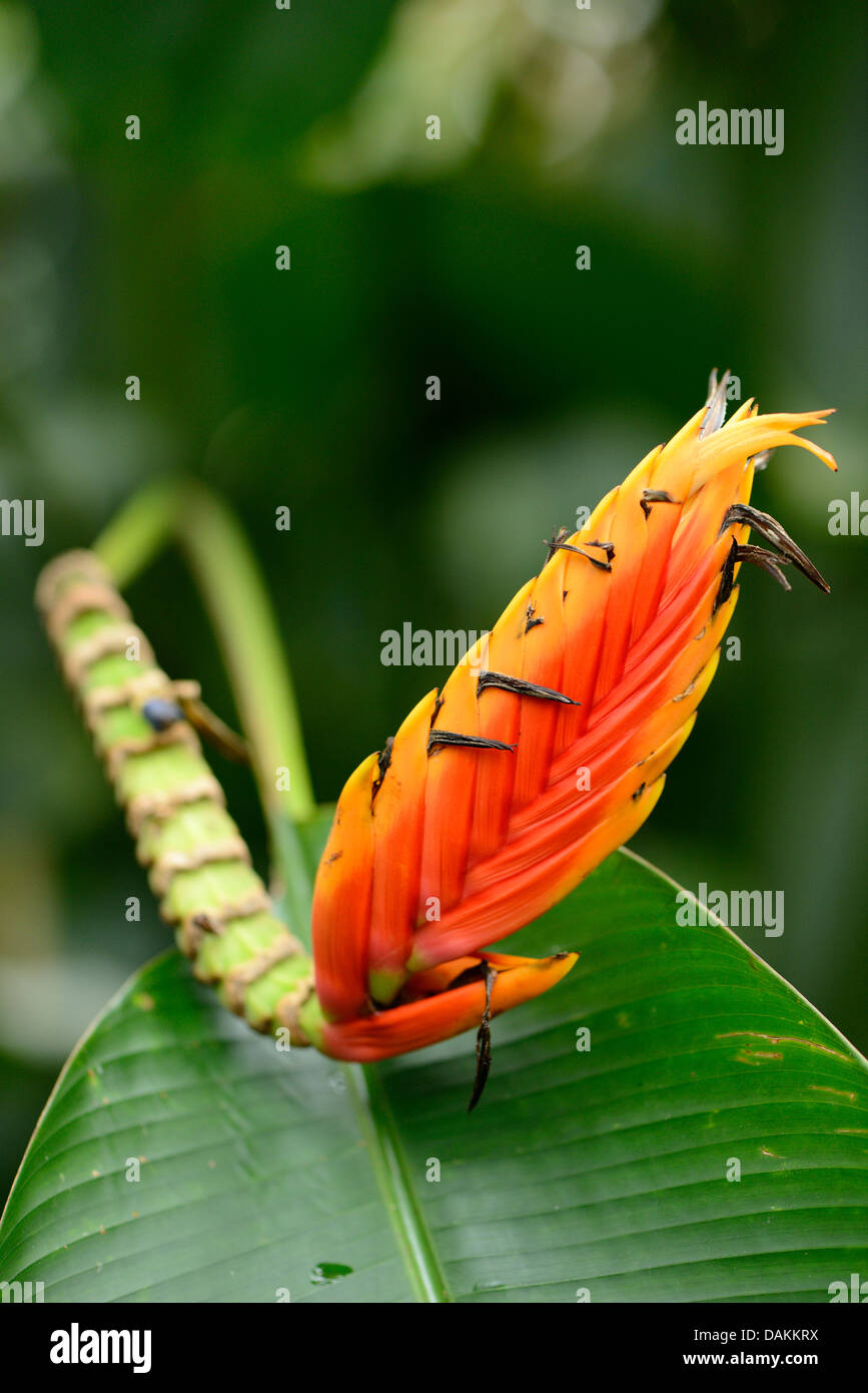 Heliconia (Heliconia Episcopalis), Blütenstand Stockfoto