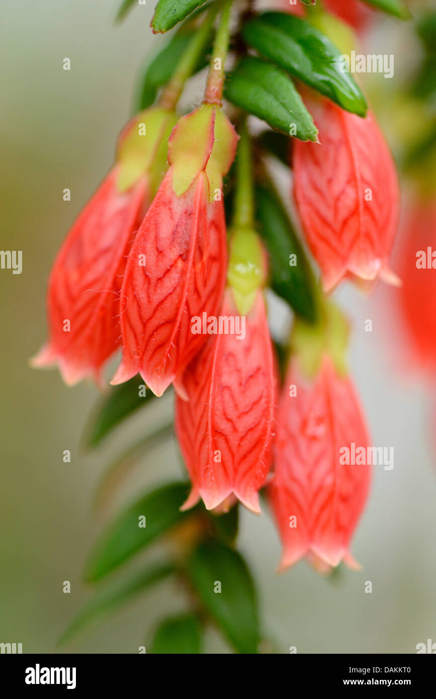 Strauch Heidekraut (Agapetes Serpens, Pentapterygium Serpens), Blumen Stockfoto