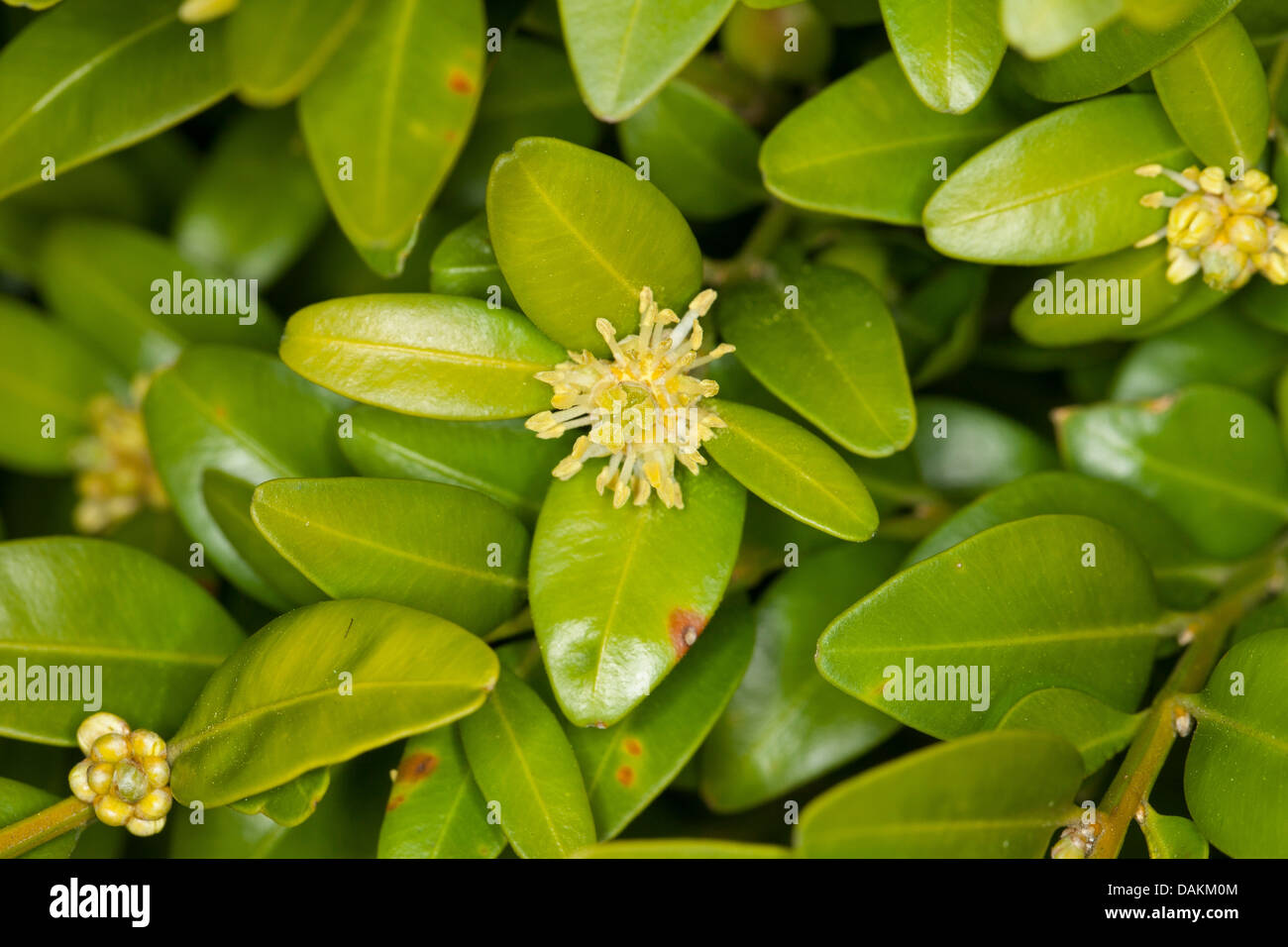 gemeinsamen Feld, Buchsbaum (Buxus Sempervirens), blühenden Zweig, Deutschland Stockfoto