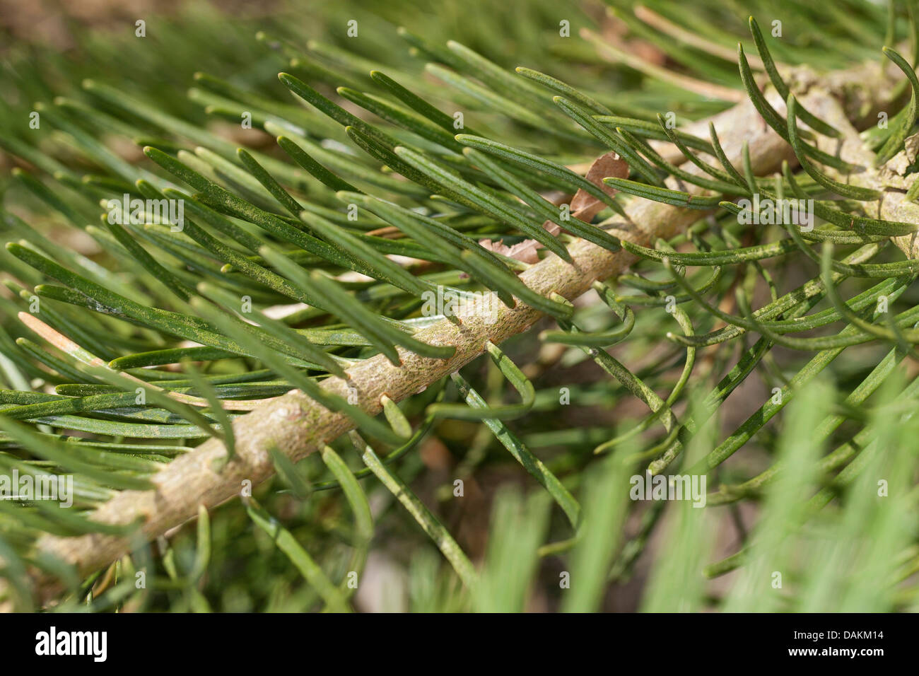 Weißtanne, Colorado-Tanne (Abies Concolor), Nadeln Stockfoto