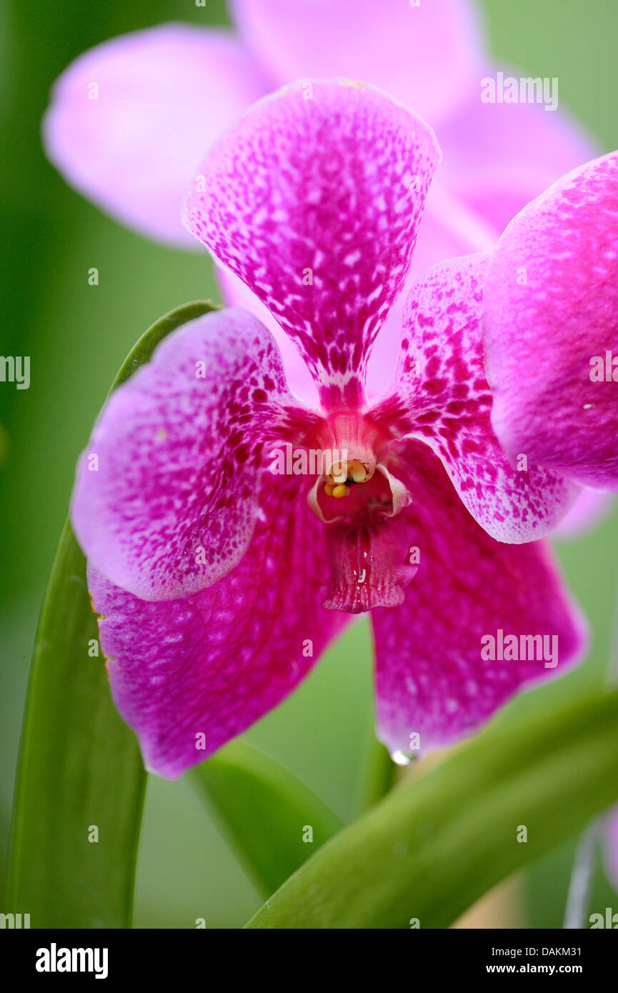 Vanda Hybride 'Odds Blue' (Vanda Hybride), Blume Stockfoto